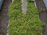 DSC00505